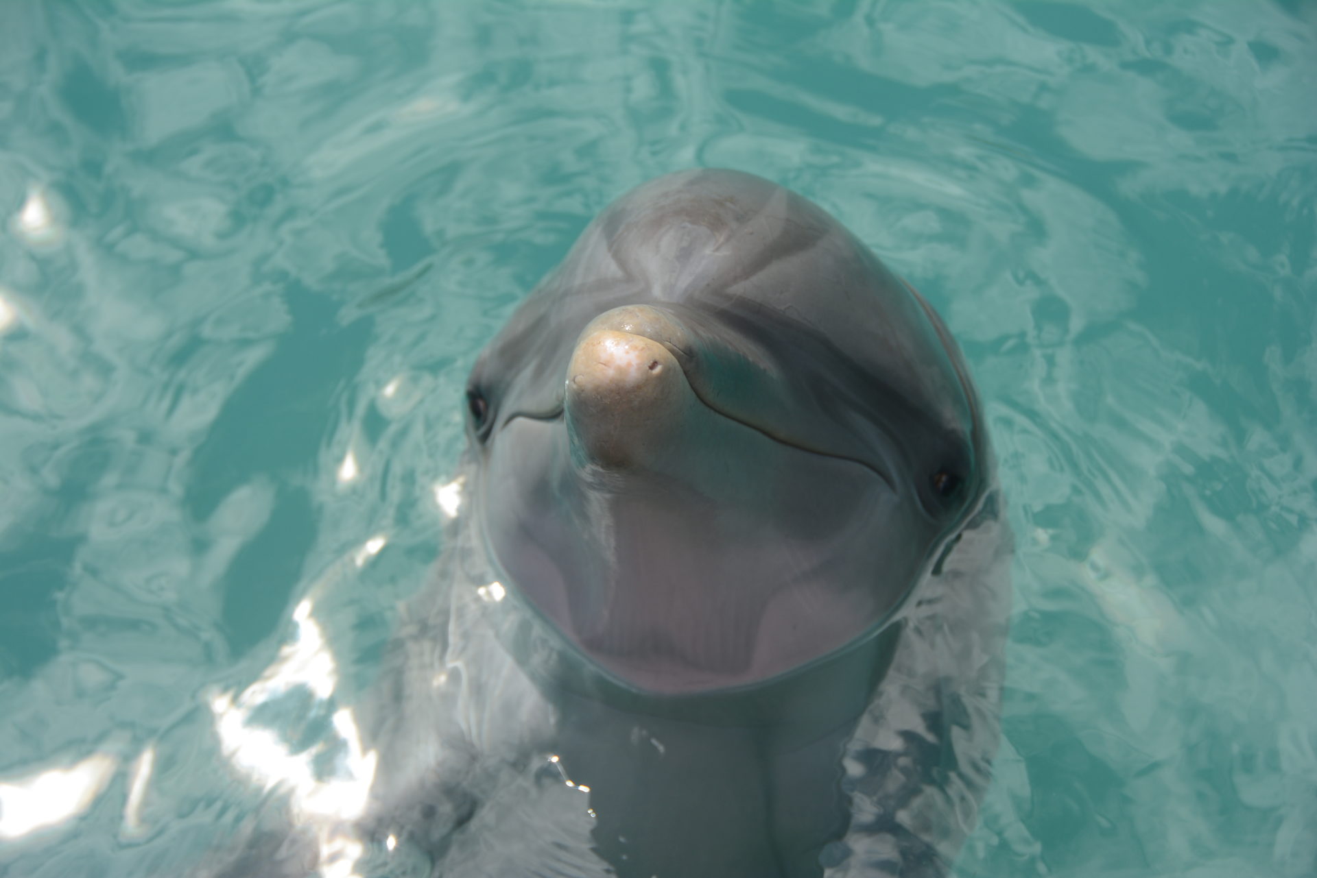 Renee Roth – Current Animal Behavior Major, Future Dolphin Trainer